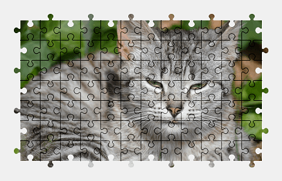 Jigsaw puzzle online cat,animal,nature,colorful