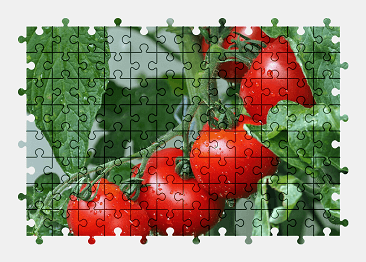 Jigsaw puzzle online tomatoes,vegetable,food,nature,colorful