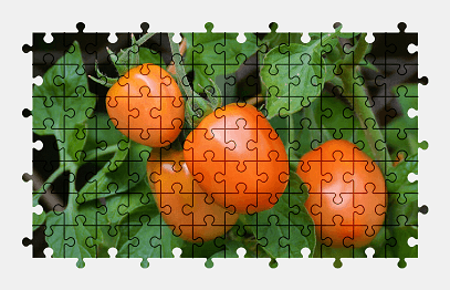 Jigsaw puzzle online tomatoes,nature,garden,vegetable,food,plant