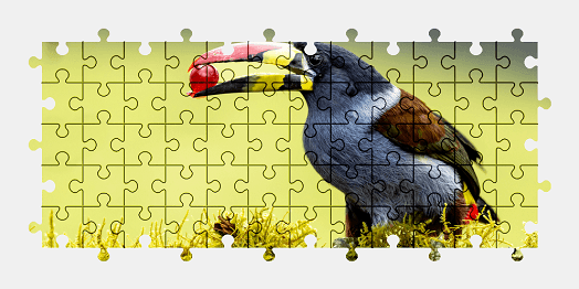 Jigsaw puzzle online toucan,bird,animal,colorful