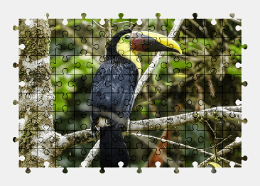 Jigsaw puzzle online toucan,bird,animal