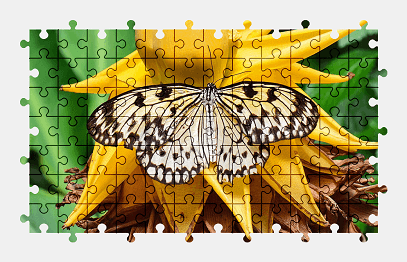 Jigsaw puzzle online butterfly,plant,nature,animal,colorful