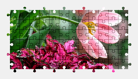 Jigsaw puzzle online tulip,nature,flower