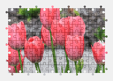 Jigsaw puzzle online pink,tulip,flower,nature,colorful
