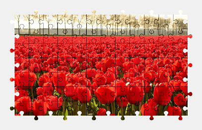 Jigsaw puzzle online tulip,field,flower,nature