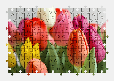 Jigsaw puzzle online tulip,flower,colorful