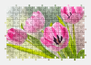Jigsaw puzzle online tulip,flower,colorful