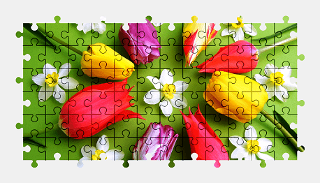 Jigsaw puzzle online tulip,flower,colorful