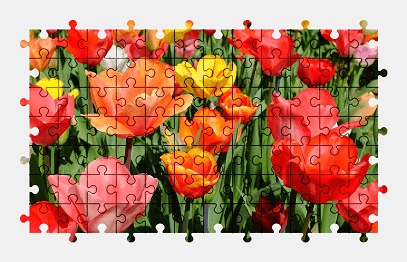 Jigsaw puzzle online tulip,flower,blossom,bloom,colorful,nature
