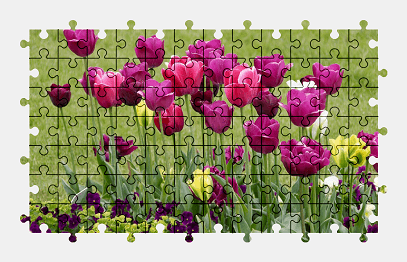 Jigsaw puzzle online tulip,purple,flower,nature