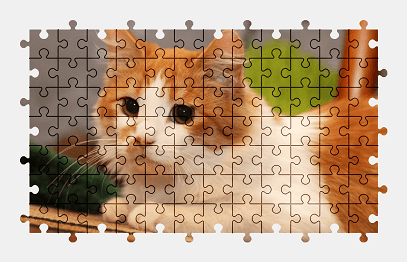 Jigsaw puzzle online cat,animal,pet,colorful