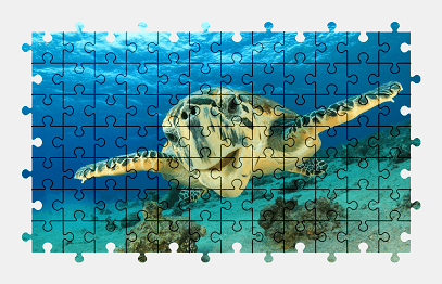 Jigsaw puzzle online sea,turtle,animal,water,underwater,colorful