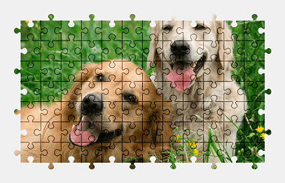 Jigsaw puzzle online golden-retriever,dog,animal,nature,colorful