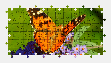 Jigsaw puzzle online butterfly,animal,flower,nature,colorful