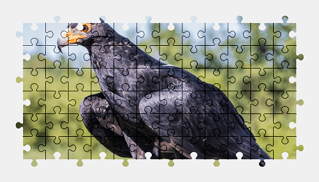 Jigsaw puzzle online eagle,animal,bird,colorful