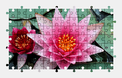 Jigsaw puzzle online water-lily,flower,nature