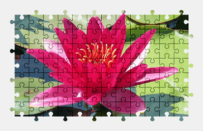 Jigsaw puzzle online red,water-lily,flower,blossom,bloom,pond,nature,colorful