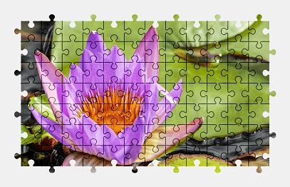 Jigsaw puzzle online purple,water-lily,flower,bloom,nature,colorful