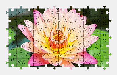 Jigsaw puzzle online colorful,water-lily,flower,plant,nature