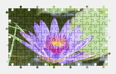 Jigsaw puzzle online purple,water-lily,flower,nature,colorful
