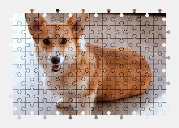 Jigsaw puzzle online welsh-corgi,dog,animal,pet,colorful