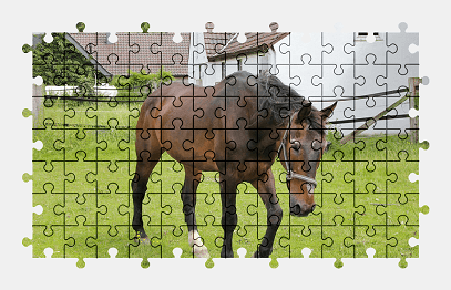 Jigsaw puzzle online horse,animal,colorful