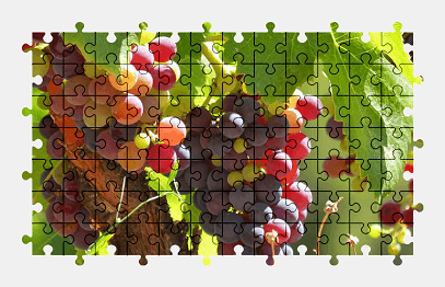 Jigsaw puzzle online grapes,fruit,plant,nature