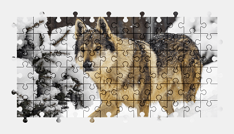 Jigsaw puzzle online wolf,animal,snow,colorful,winter,nature
