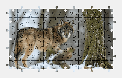 Jigsaw puzzle online wolf,animal,nature,colorful