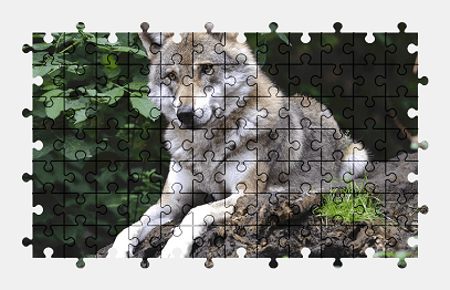 Jigsaw puzzle online wolf,forest,predator,animal