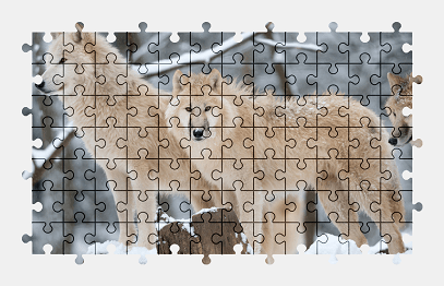 Jigsaw puzzle online wolf,animal,snow,nature