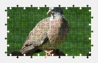 Jigsaw puzzle online pigeon,bird,animal,colorful