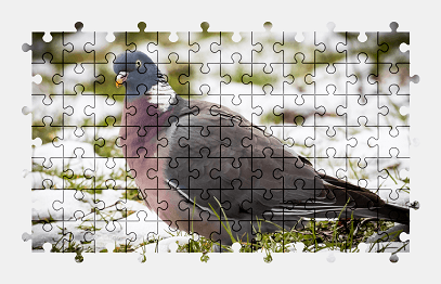 Jigsaw puzzle online pigeon,bird,animal,winter,colorful