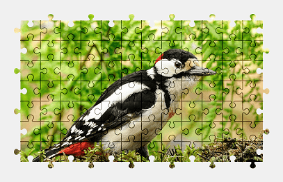 Jigsaw puzzle online bird,animal,nature,colorful