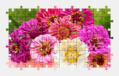 Jigsaw puzzle online zinnia,flower,colorful