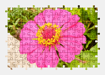 Jigsaw puzzle online zinnia,flower,nature,colorful
