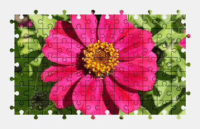 Jigsaw puzzle online flower,nature,zinnia,colorful